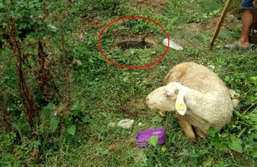 Qurbanlıq üçün gətirilən qoyun qaçdı: Görün sonra hansı vəziyyətdə tapıldı