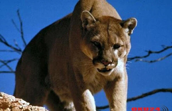 Aslan 8 yaşlı qızı parçalamaq istədi, amma... - İnanılmaz hadisə