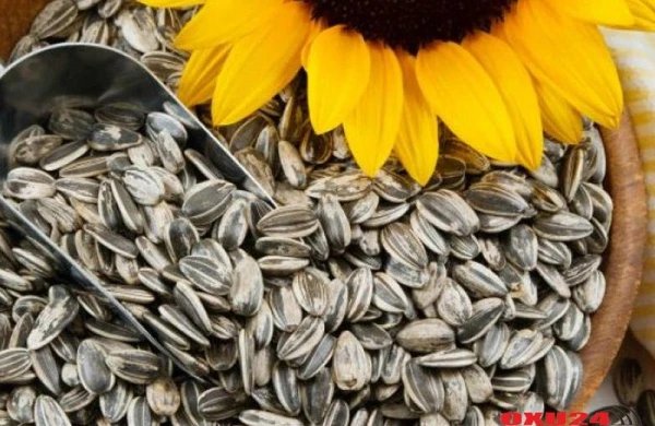 Dərinin tez qocalmasını və mədə turşuluğunu tənzimləyir... GÜNƏBAXAN TUMUNUN FAYDALARI