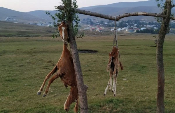 Azərbaycanda görünməmiş vəhşilik: At və balasını öldürüb, dirəkdən asdılar
