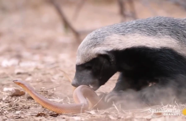 Dəhşətli anlar: İlanla porsuğun ölüm dirim savaşı