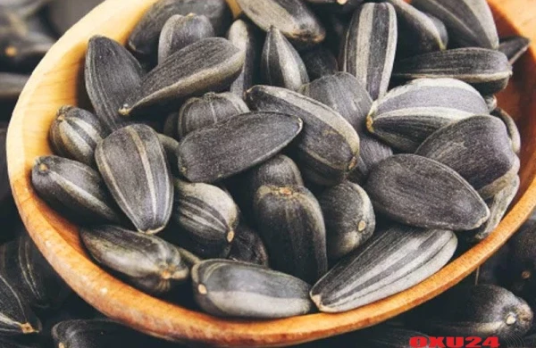 Günəbaxan tumu appendisitin əmələ gəlməsinə səbəb ola bilməz