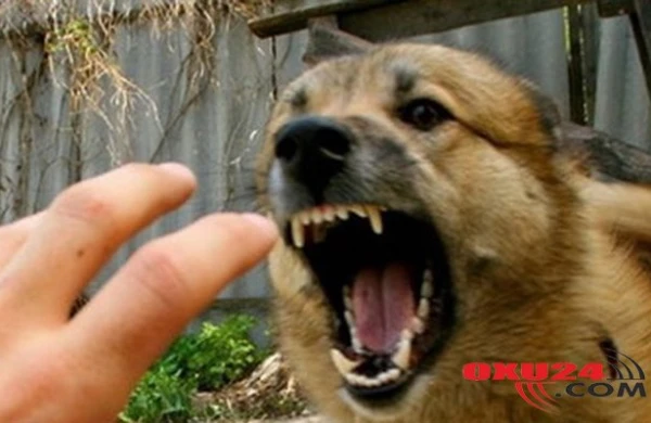 Qaxda fındıq yığan qadını çaqqal dişlədi