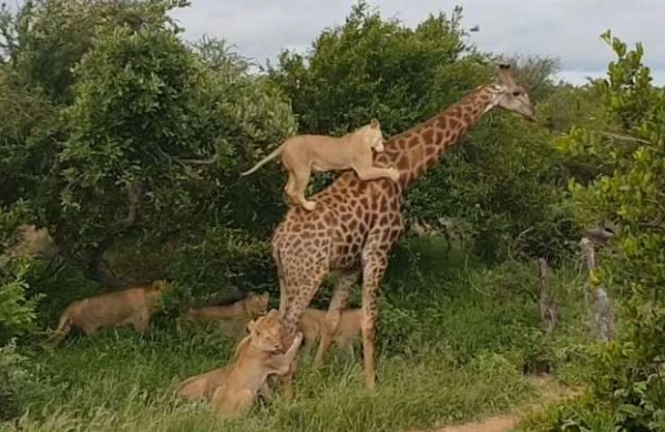 DƏHŞƏTLİ GÖRÜNTÜ: Şirlər zürafənin belinə dırmaşdı
