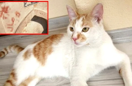 Türkiyədə iyrənc HADİSƏ: Pişiyin qanı ilə divara ərəbcə görün nə yazdılar