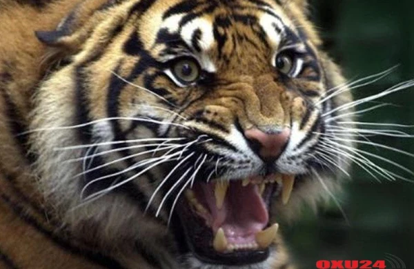 Pələng kənd sakinini parçaladı, ailəsi sümüklərini meşədən tapdı...