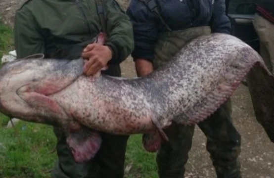 Dənizdə peyda olan qorxunc  varlıq canlıları parçalayır, gəmilərə hücum edir