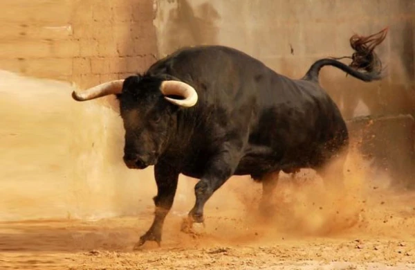 Azərbaycana yeddi kiloqram öküz sperması İDXAL OLUNDU