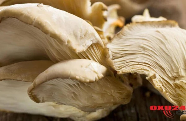 Bu bitki prostat xərçənginin qarşısını alır