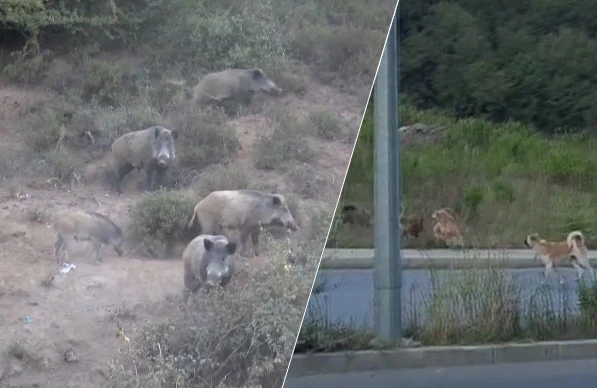 Şəhərin mərkəzində dəhşət! Donuzlar itlərə və insanlara hücum çəkdi