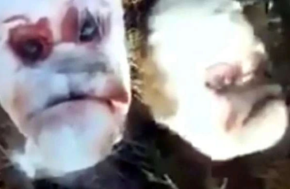 İnsan üzlü buzov doğuldu - VİDEO