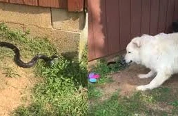 Собаки захотели спасти хозяйку от змеи, но все пошло не так - видео