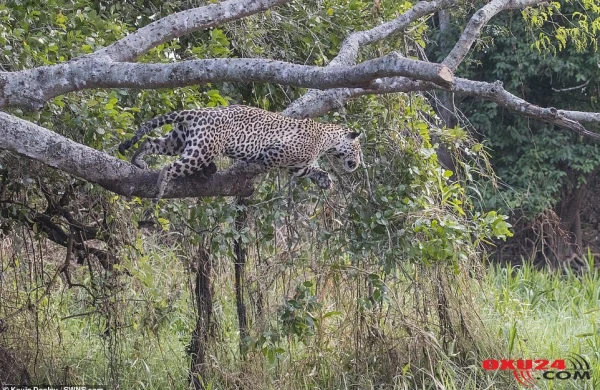 The moment a Jaguar kills a crocodile by leaping into a RIVER and wrestling it to death in incredible video
