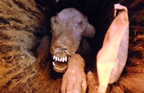 Kəsdikləri ağacın içərisindən elə şey tapdılar ki, dünya ŞOK oldu