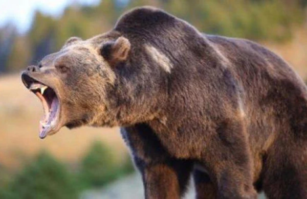İsmayıllıda ayı kəndə hücum etdi - Yaralı var