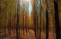 Payız depressiyasının səbəbləri