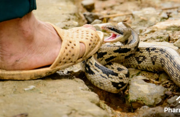 Qorxunc görüntü: Siçanı ilana yedizdirmək istəyən kişi faciə yaşadı