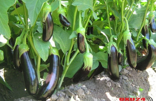 Badımcanın saplaqlarını atmayın, faydalıymış