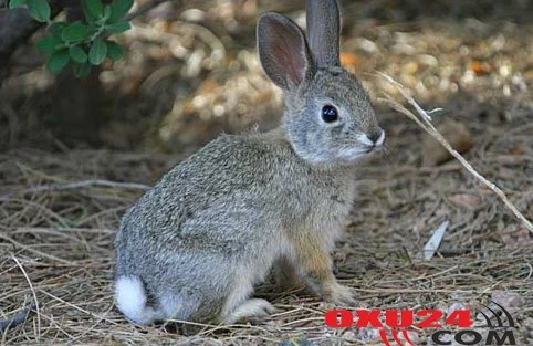 Dovşan ətini yemək olarmı?