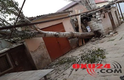 Ağac aşdı, 120 abonent qazsız qaldı