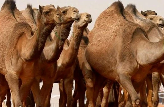 Dəhşətli hadisə: Qadın dəvənin cinsiyyət orqanını dişlədi Və....