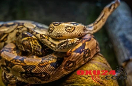 Goranboy sakinini ilan sancıb