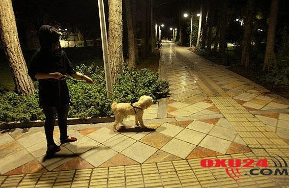 Tehranda it gəzdirmək qadağandır