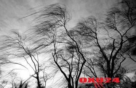 Göyçayda güclü külək bir sıra fəsadlar törədib