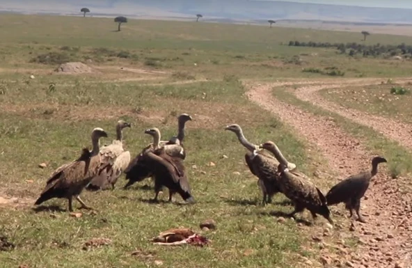 Dəhşətli görüntü: Quzğunlar ceyranı diri-diri parçaladı