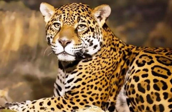 Azərbaycandan Ermənistana keçən bəbirlər minaya düşdü