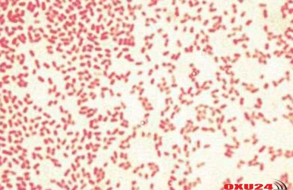 Ölümcül xəstəliklərə qarşı sadə bir vasitə tapıldı