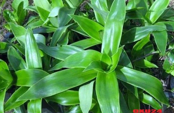 Vərəmdən tutmuş xərçəngə kimi – Qızıl bığ bitkisi ilə sağalan qadın