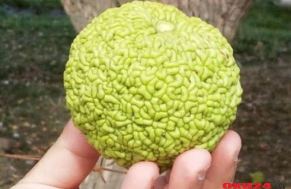 Bakıda zibil kimi atılan Meymun almasının möcüzəvi sirri