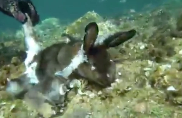 Dəhşətli görüntü: Dəniz ilbizi dovşanı parçaladı