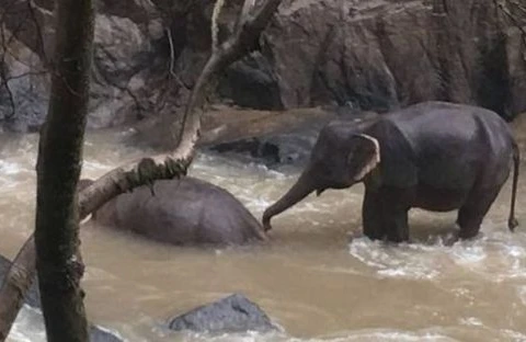 6 fil balanı xilas edərkən özləri də öldü