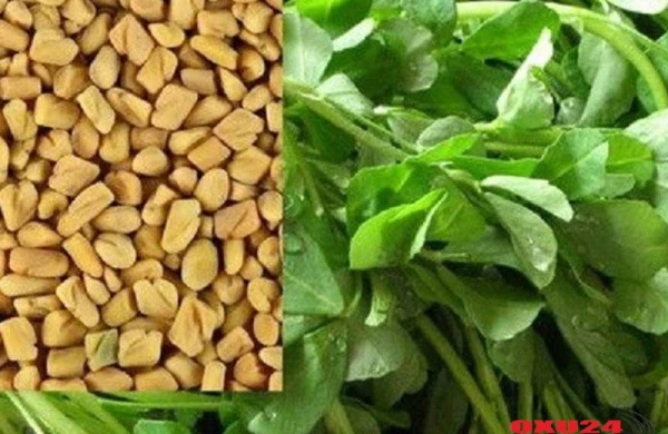 Sağlamlıq üçün tövsiyə edilən möcüzəvi ÇƏMƏN OTU