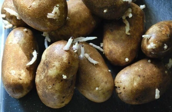 DİQQƏT! Bu kartof sizi öldürə bilər – Əlamətlər