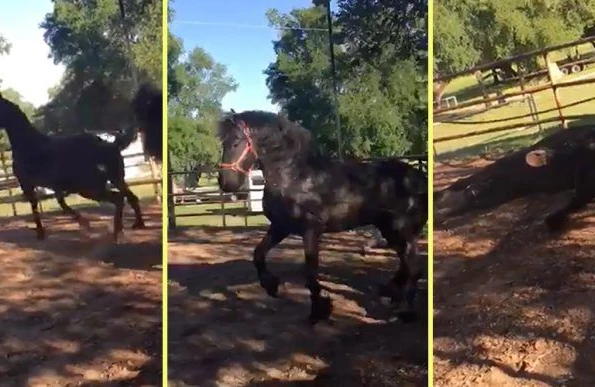 Azərbaycanda DƏHŞƏT: Qonşular qadını ata bağlayıb sürüdü