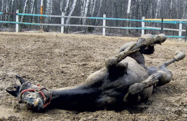 Dişi At bir zərbə ilə erkək atı öldürdü