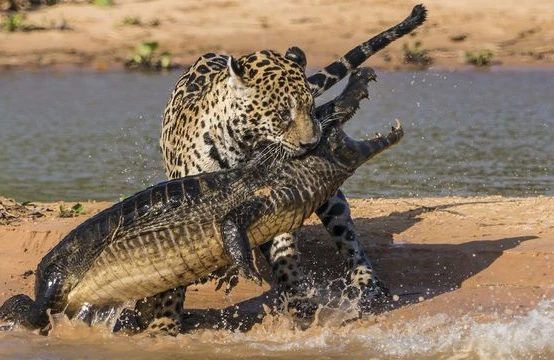 Yaquar timsahı iki saniyəyə öldürdü