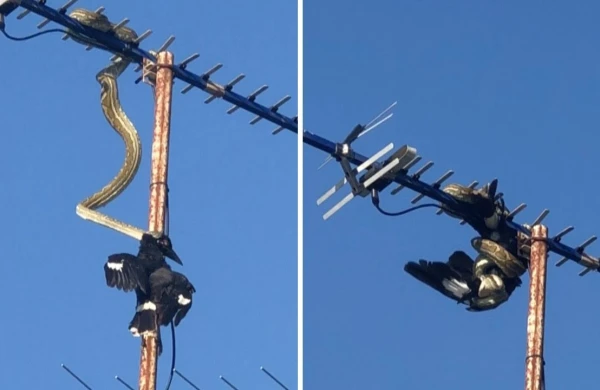 Qorxunc görüntü: Qışqırtıya çölə çıxan qadın gördüklərindən şoka düşdü