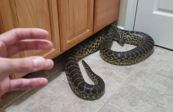 Dəhşətli görüntü: Tualetdən nəhəng ilan çıxdı kişiə hücum etdi