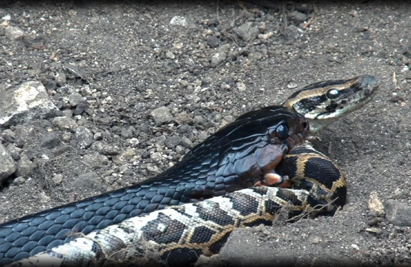 Dəhşətli kadr: İlan digər ilanı diri-diri uddu