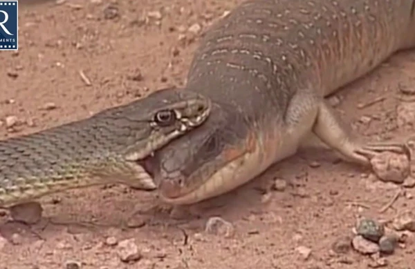 İlanla kərtənkələnin ölüm-dirim savaşı -Sonda qalib hansı oldu