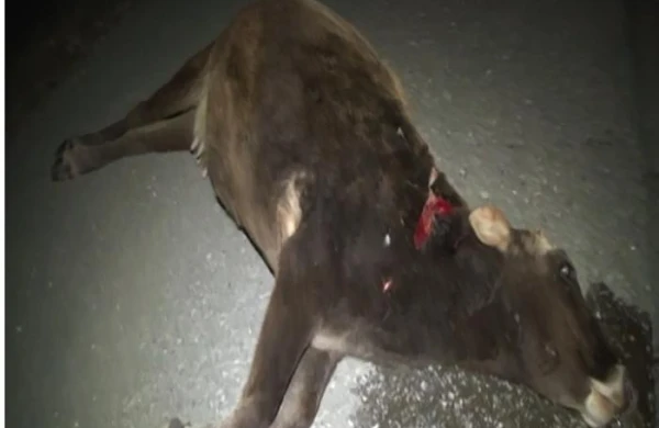 İnək qəzaya səbəb oldu -Yaralılar var