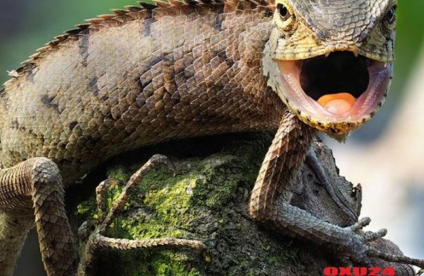 İnsan da kərtənkələ kimi qığırdaq toxumunu bərpa edə bilər - Tibdə ŞOK