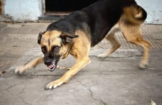 Bakıda dəhşətli hadisə: İt 4 yaşlı uşağı parçalayaraq öldürdü