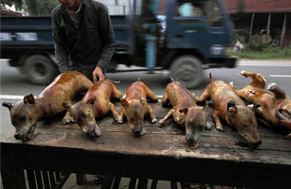 Çin haqqında şok faktlar - 4 milyon pişik yeyib, itləri...