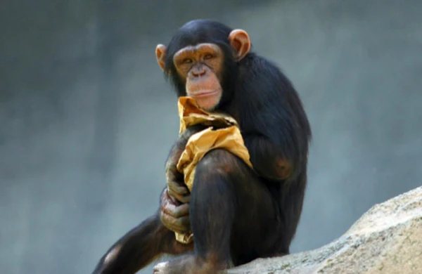 Bakıda meymun evdən qaçıb, tapana mükafat veriləcək - FOTO