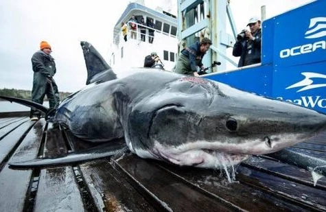 Amerikada nəhəng köpək balığı tutdular